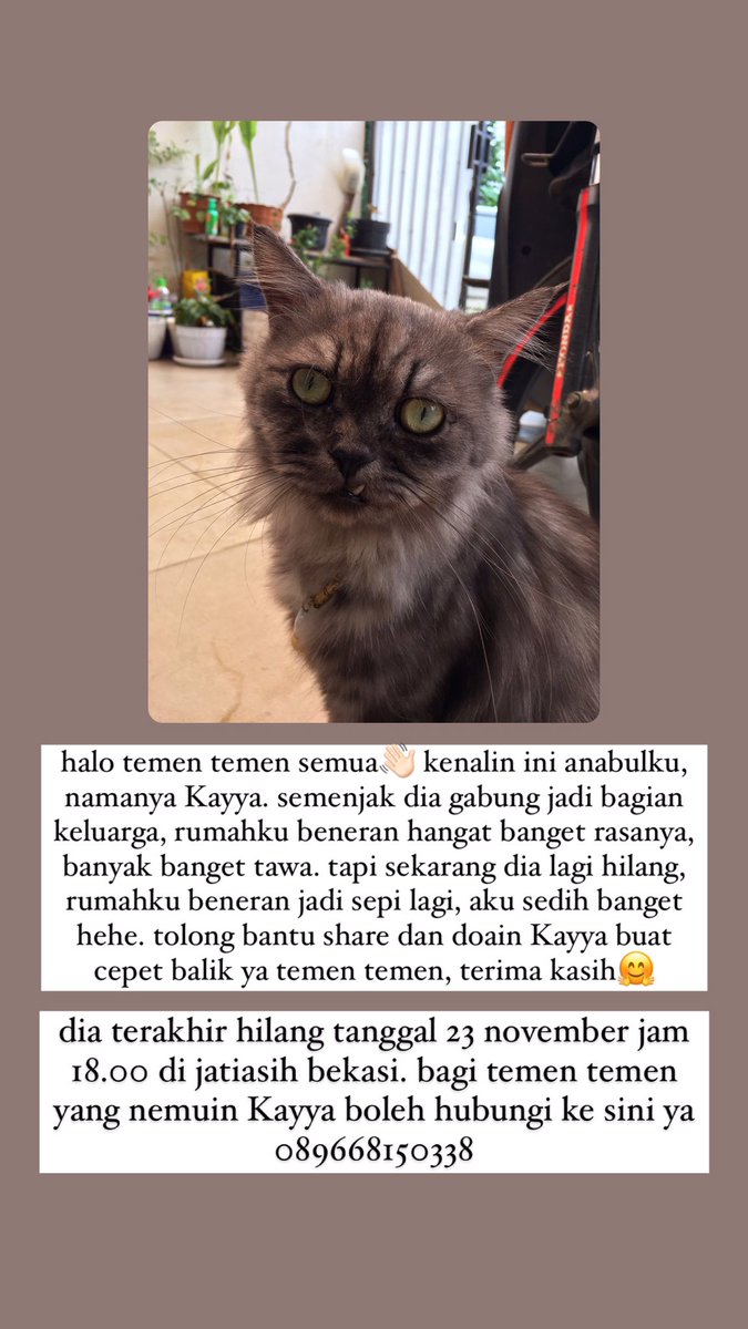 kochengfs's tweet image. 🐈 halo semuanya aku boleh minta bantu rtnya? atau kalau kalian lihat kayya lagi jalan jalan atau dijual orang, boleh hubungi nomor di bawah ini ya. terima kasih😊💗