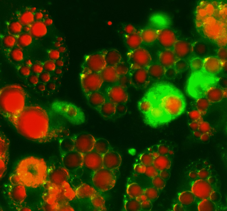 ramsachin929's tweet photo. Mitochondria &amp; Lipid droplets merged (3T3-L1)
Mitotracker Green 
Lipidtox Red
#adipocyte #mitotracker #lipidtox
#carlzeiss #ncaae https://t.co/WI9RfCmZAk