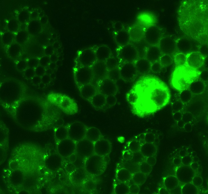 ramsachin929's tweet photo. Mitochondria &amp; Lipid droplets merged (3T3-L1)
Mitotracker Green 
Lipidtox Red
#adipocyte #mitotracker #lipidtox
#carlzeiss #ncaae https://t.co/WI9RfCmZAk