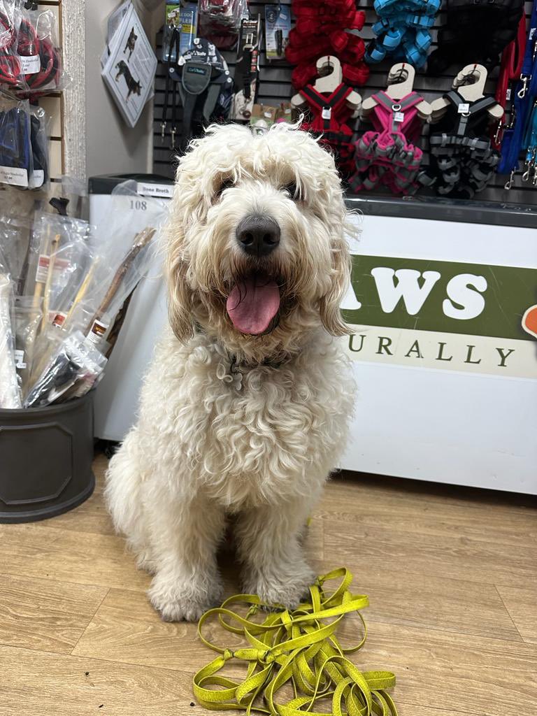 PawsNaturally's tweet image. Everyone say hi to Murphy, we absolutely love this gentle giant! 🧡🐾

#goldendoodlesoftwitter #dogoftheday #goldendoodle