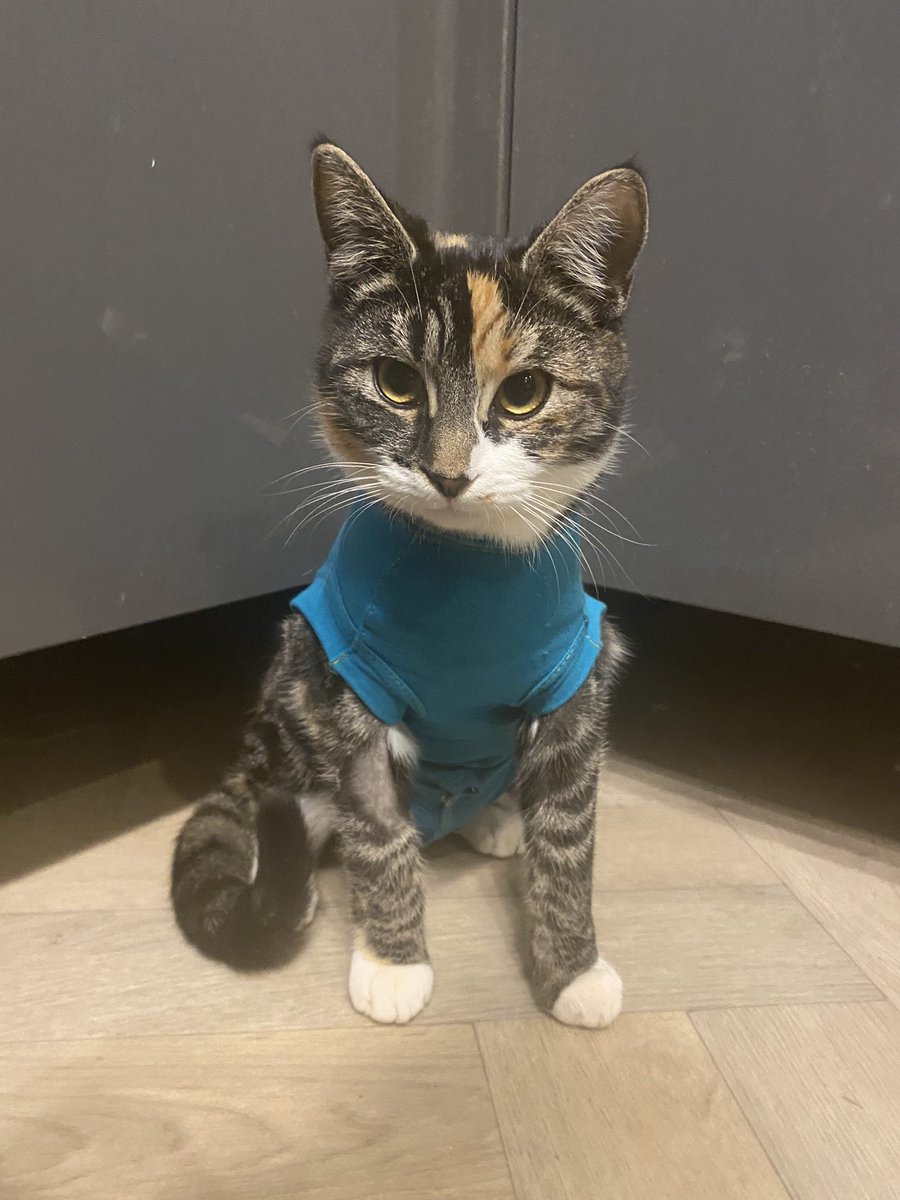 Here I am modelling the latest line in onesies, do I look cute in this ? 
#Caturday #cats #kittens