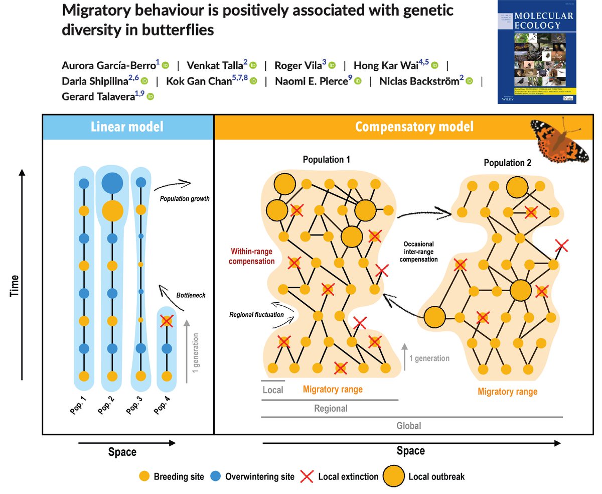 Gerard Talavera (@gerardtalavera) on Twitter photo A new study comparing 97 genomes reveals high genetic diversity and demographic stability in migratory butterflies. Revisiting insect migratory population dynamics in GarcĂa-Berro et al.
onlinelibrary.wiley.com/doi/full/10.11…
#insectmigration #butterflymigration #phylomigrationlab <a href="/IBB_botanic/">Institut BotĂ nic de Barcelona</a> A new study comparing 97 genomes reveals high genetic diversity and demographic stability in migratory butterflies. Revisiting insect migratory population dynamics in GarcĂa-Berro et al.
onlinelibrary.wiley.com/doi/full/10.11…
#insectmigration #butterflymigration #phylomigrationlab <a href="/IBB_botanic/">Institut BotĂ nic de Barcelona</a>