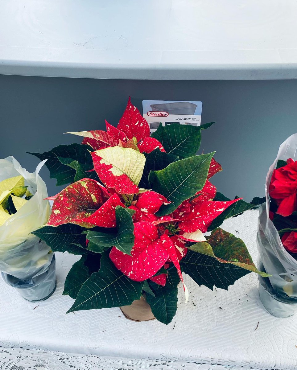 MHJGardenDesign's tweet photo. #MHJGardenDesign is here at the Countdown to #Christmas vendor extravaganza for #smallbusinesssaturday!
We have so many fun #christmas decorations to make your home cosy for the holidays!
Come out & see us & support #shoplocal🎄🌺
#succulents #inchplant #pointsettia #wreath https://t.co/PQD1HSDhfl