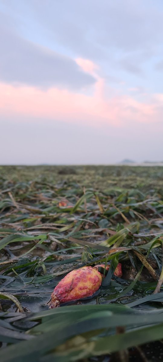 Pavarness's tweet photo. Echinoderm on the field today! #seagrass https://t.co/RC0RKXuOku