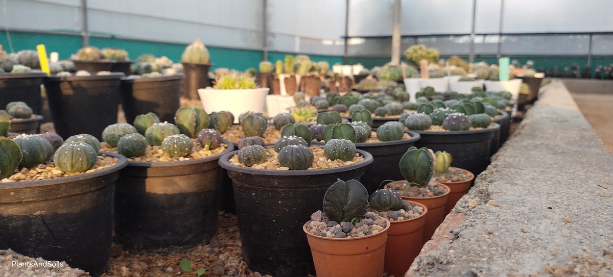 PlantsAndSoils's tweet photo. 🌵🪴✴️🤩 Aren't they amazing? 🤩 😜

#Asterias #Cactus #succulent #gardenideas #Astrophytum  #naturephotography #photography #art #plantaddict #Cactusaddict #Love #Beautyful #instaphoto #homedecor #Nature #India #flowers🌸 #flowering #naturelover #cute #travel #BlackFriday https://t.co/hhKCQ5yVxX