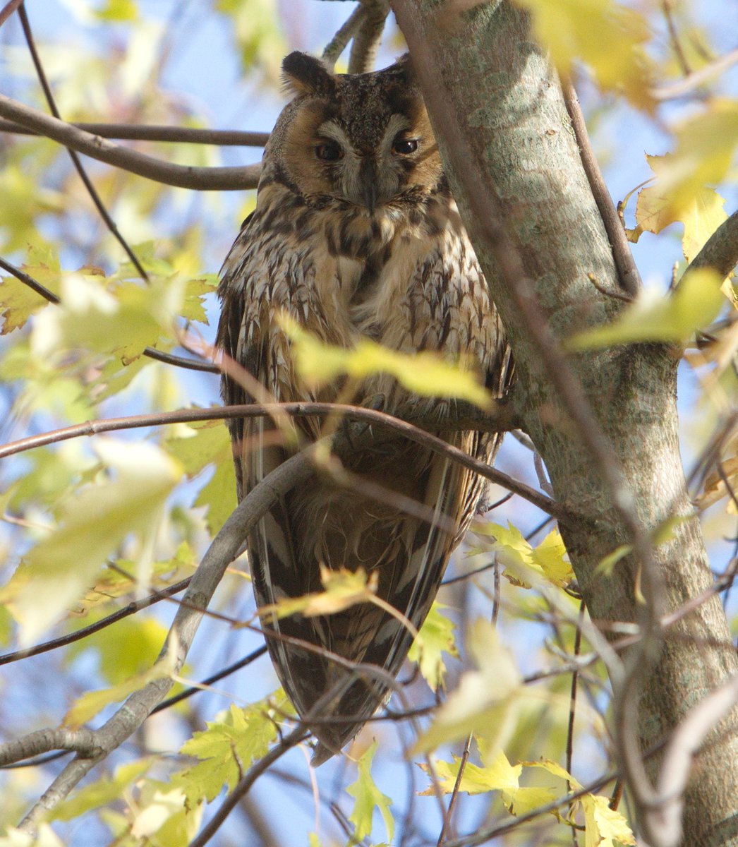 Gerrie Abel tweet media