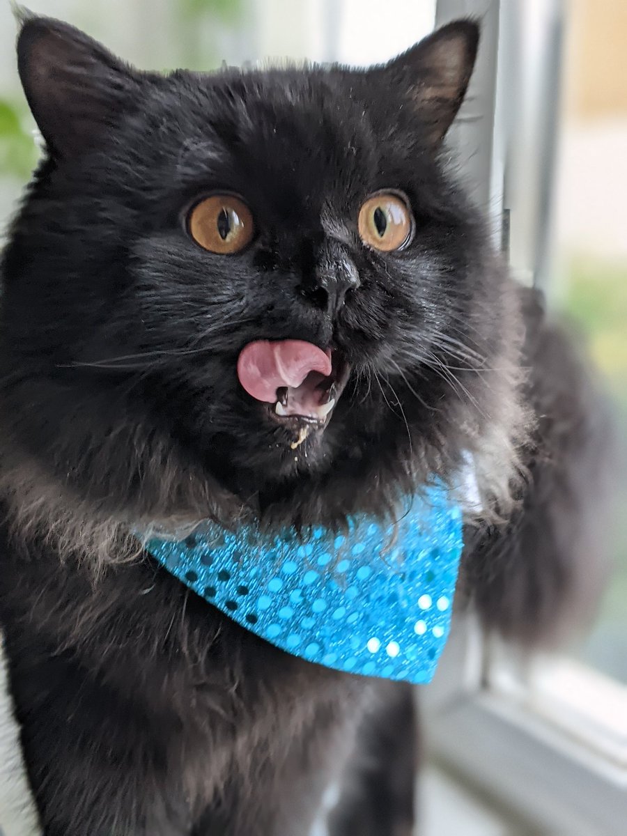 Dad says I've got to wear a bib from now on when I have a Lick-e-lix! 😾😾
I look so silly!!