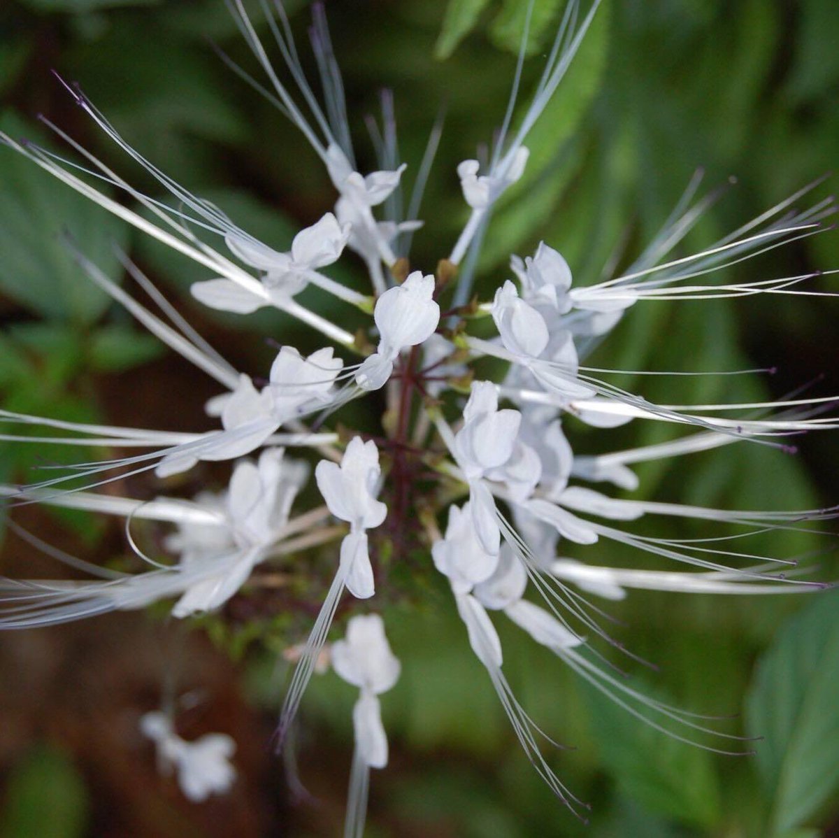 W is for Whiskers, Cat Whiskers! Orthosiphon aristatus. One of my favorites. It’s a member of the mint family. #AlphabettyBlooms