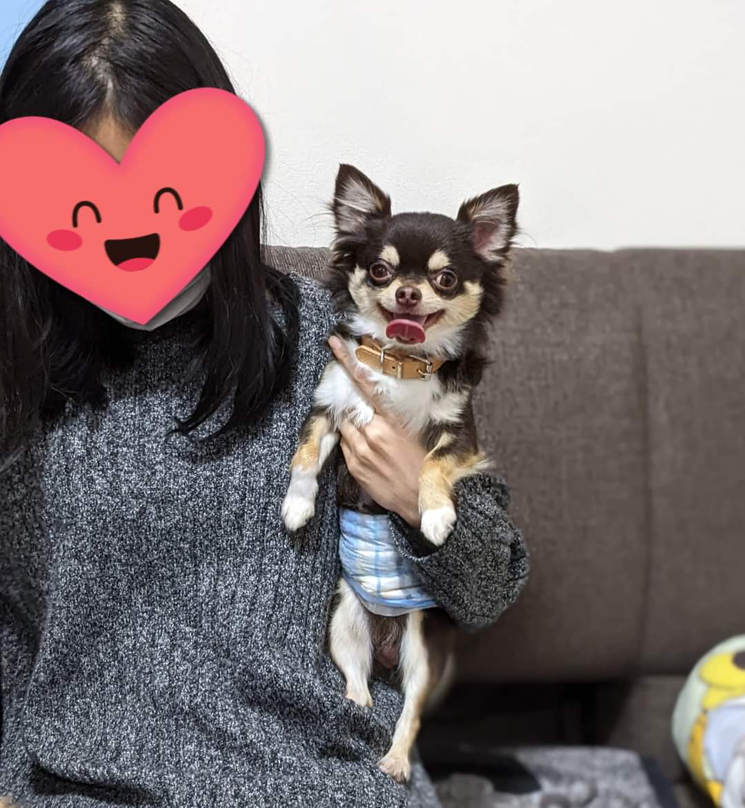 チワワ•*¨*•.¸♬︎ Mix (≧▽≦) ちん×チワワ ｜ 九州・佐賀のブリーダーが運営するペット