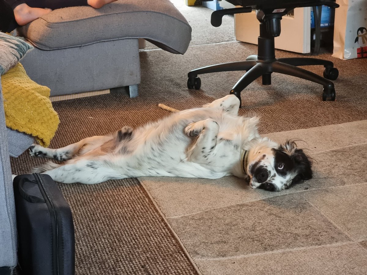 MyNameIsPadraig's tweet photo. @BrodHiggins Say hello to Bertie https://t.co/RDeJNHIrhO