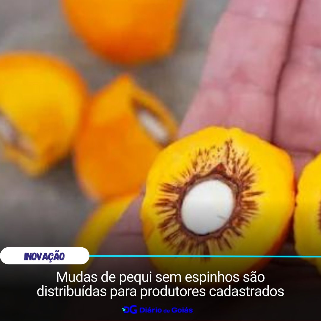 diariodegoias's tweet photo. Mudas de pequi sem espinhos são distribuídas para produtores cadastrados.
By @diariodegoias
👉 https://t.co/0wmg0rAl9j
#Emater #Embrapa #PequisemEspinho #NotíciasdoEstado https://t.co/BQsIwyDjeX