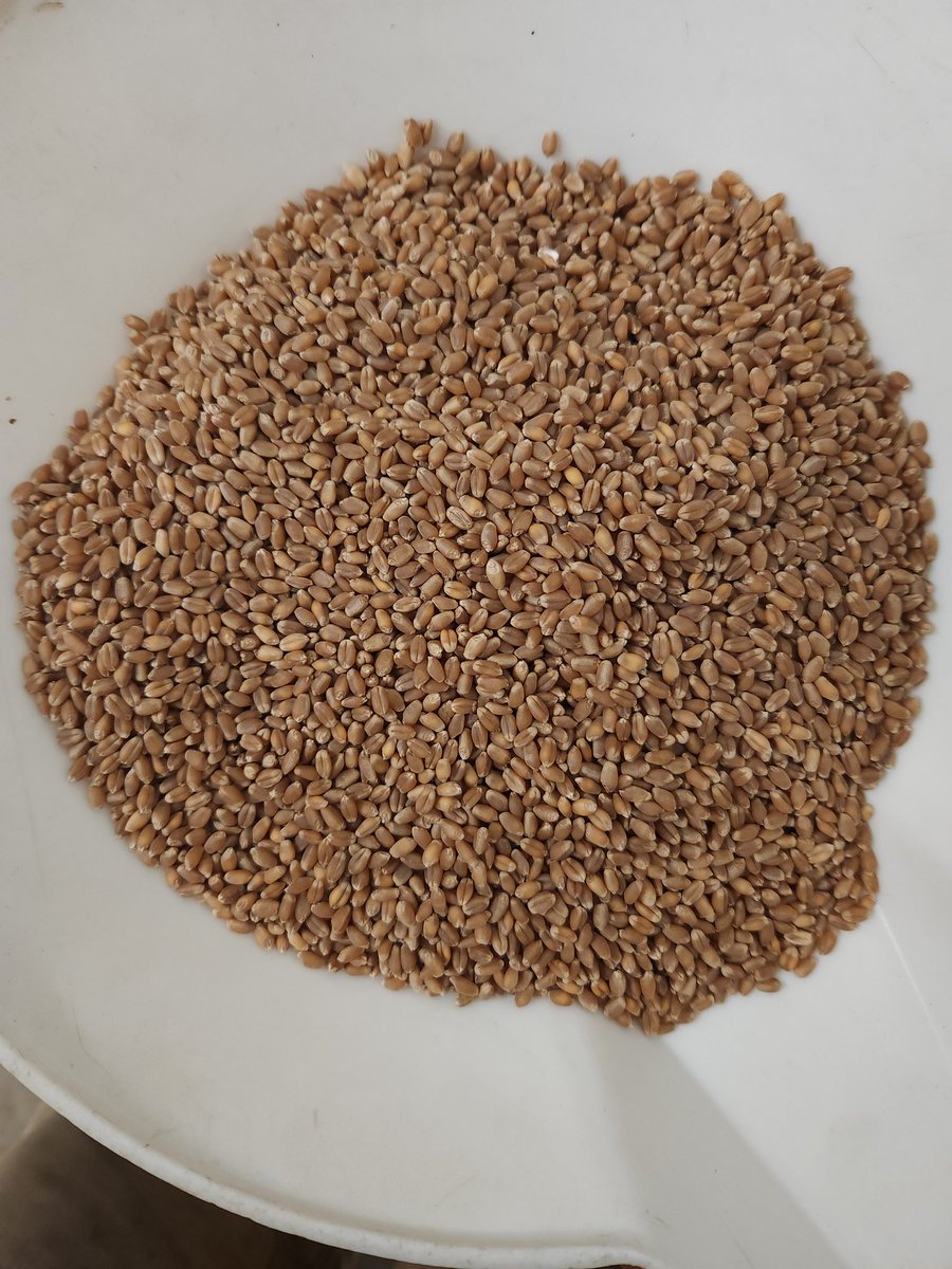 craswellseeds's tweet photo. Cleaning some #AACSTARBUCKVB wheat. Have certified, registered seed and have some leftover foundation as well. Nice yielding wheat for us, high germ and heavy seed this year. #AACBrandon is the refuge in this midge tolerant variety. https://t.co/oTUYq5TSN6
