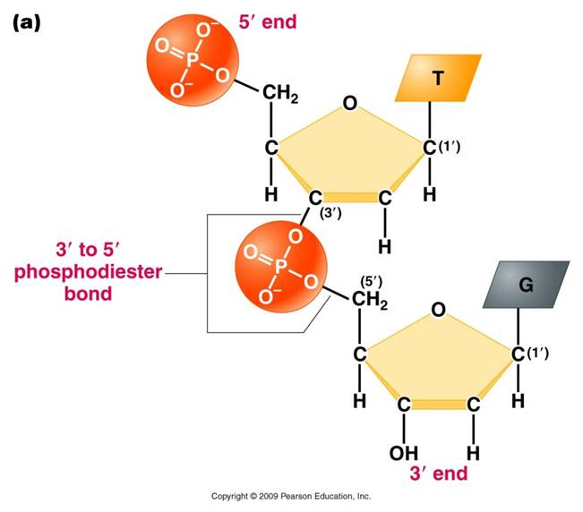 The Structure of DNA and RNA: This will look at the structure of both ...
