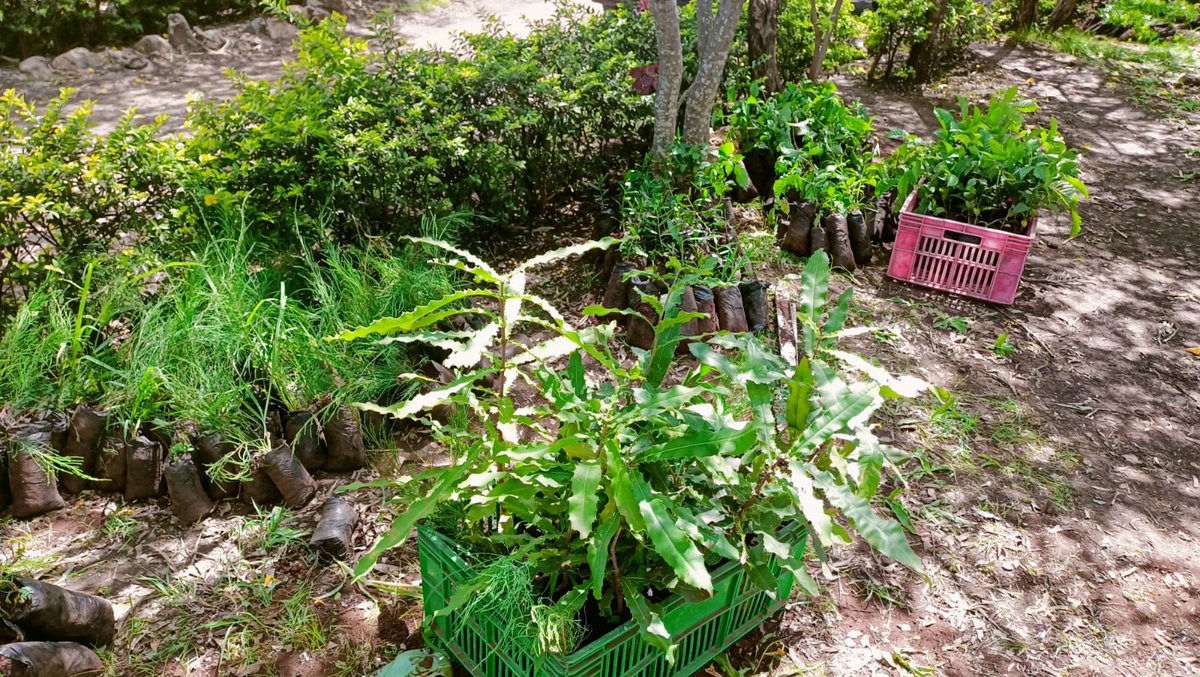 DavidBusienei6's tweet image. Actions speak louder than words.
#PACJA #5BTREESKE #Trees4Future #TreesinAction
@CentreForCommu6 @kenya_climate