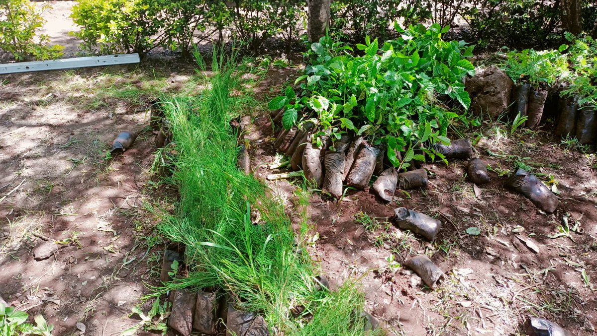 DavidBusienei6's tweet image. Actions speak louder than words.
#PACJA #5BTREESKE #Trees4Future #TreesinAction
@CentreForCommu6 @kenya_climate