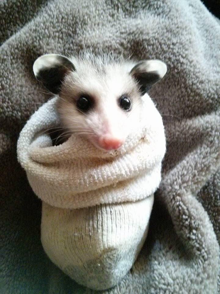 부리또