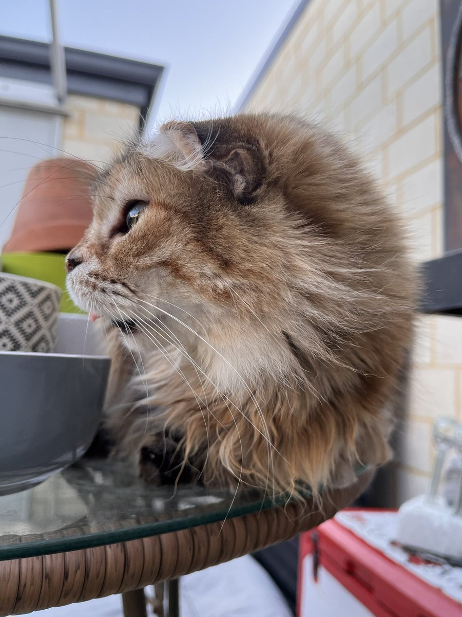 Loading around #fancy #catgirl #CatsOnTwitter