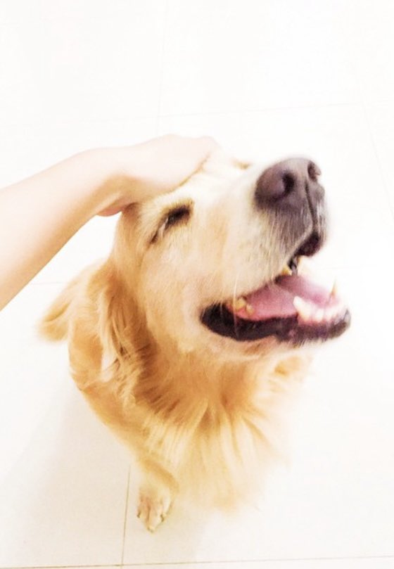 Heaven sent, and now you’re back where you belong. Rest in peace, we dont deserve you, yet I will always love you. 

Off you go over the Rainbow Bridge. Till we meet again, my good girl.