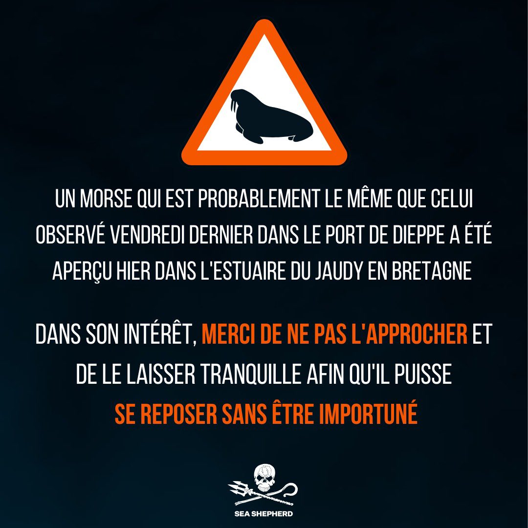 SeaShepherdFran's tweet photo. Présence d'un morse dans l'estuaire du Jaudy en Bretagne : notre curiosité peut être une menace pour les animaux sauvages. 

Les aimer, c'est les aimer de loin. https://t.co/Vj7XxpGXA4