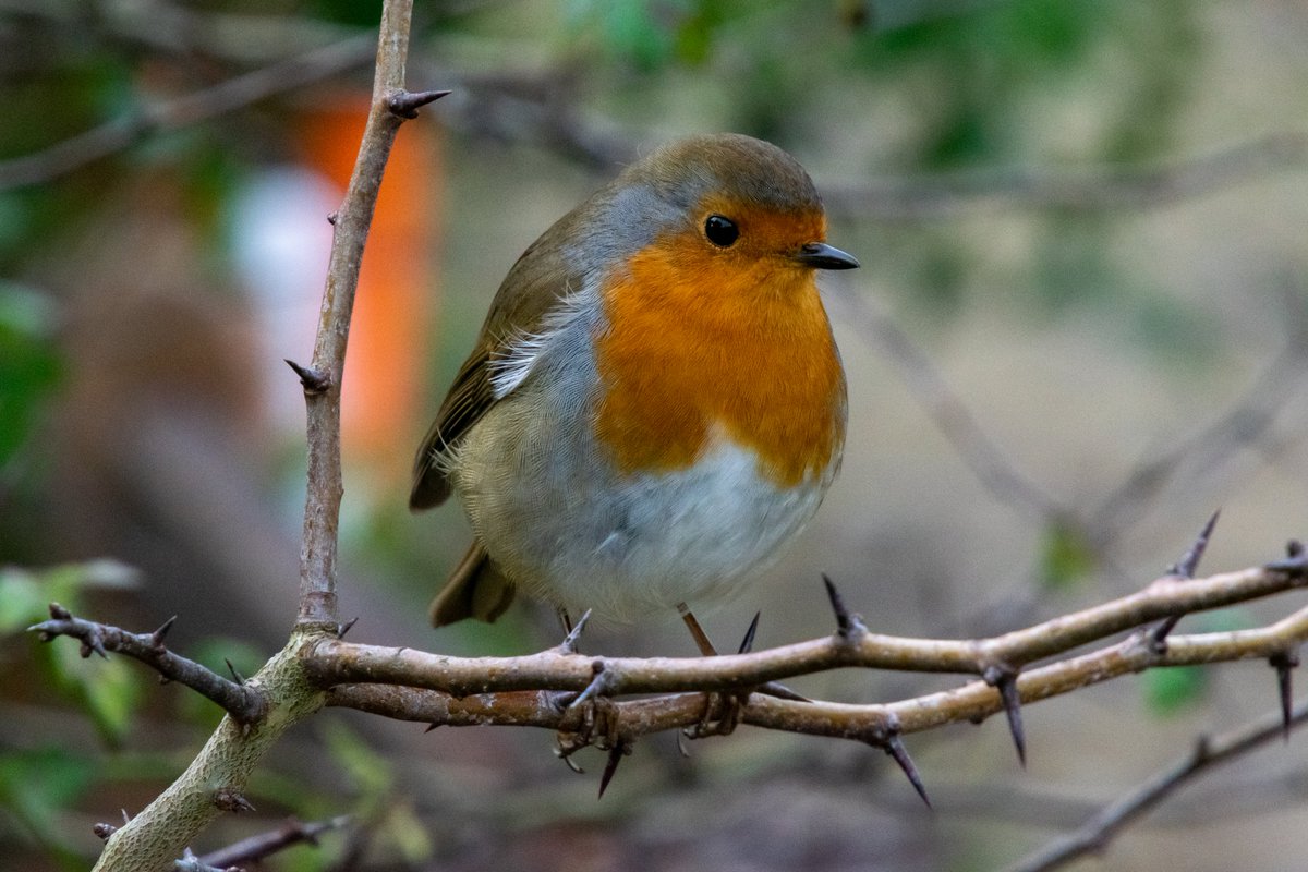 pastyman72's tweet photo. Found my buddy again at Slindon!
#nikonphotography #D5300 #tamron #slindon #robin #robinredbreast https://t.co/lsKRWkbB9G