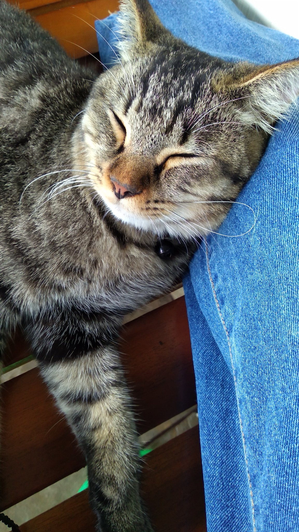  KokoCrush On Twitter kochengfs Di Titipin Kucing Pas Udah Jadi 