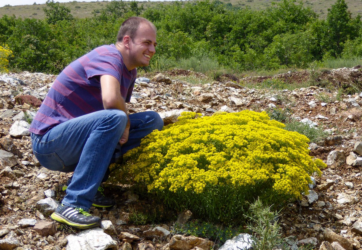 Next to a rather vigorous looking Alyssum murale (Odontarrhena chalcidica) in Albania. This is the most productive ‘metal crop’ species used in nickel agromining in the Mediterranean region. Capable of producing in excess of 250 kg of nickel metal per hectare per year.