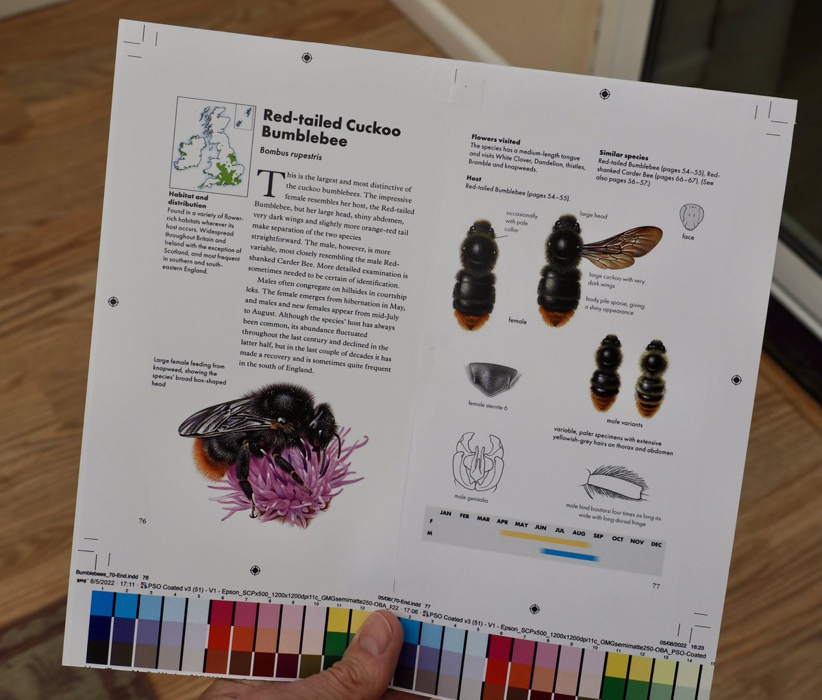 rlewington2's tweet photo. Bumblebees - the cover design and proofs are done and an advance copy is due in a few weeks time. Publication date 2nd February 2023. https://t.co/PsOY0P6QyL