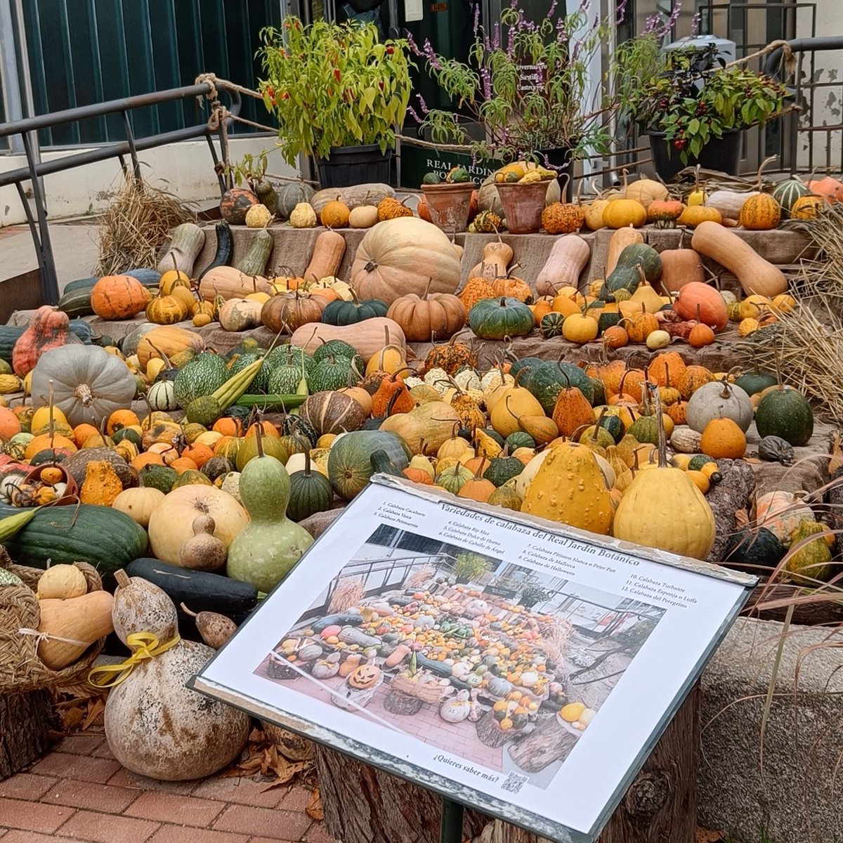 REAL JARDÍN BOTÁNICO tweet media