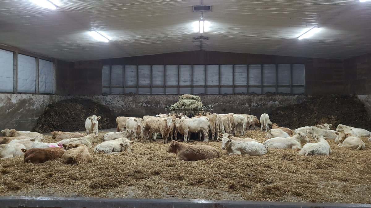 Good set of <a href="/OnCharolais/">Ontario Charolais</a> steers settled into thier new home.