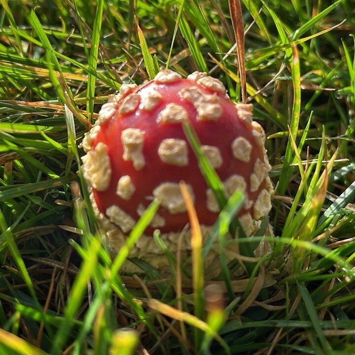 jolaus's tweet photo. Gaurko txangon aurkitu dugun perretxikua. Argazkia lausoa da baino polita iruditzen zait. Ze perretxiku mota da, amanita bat? https://t.co/Y8I52Qhdgj