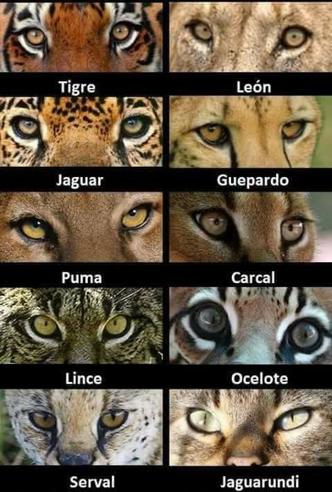 تويتر \ Rincón Curioso على تويتر: "Comparación de la de diferentes felinos. https://t.co/v77WTrqygN"