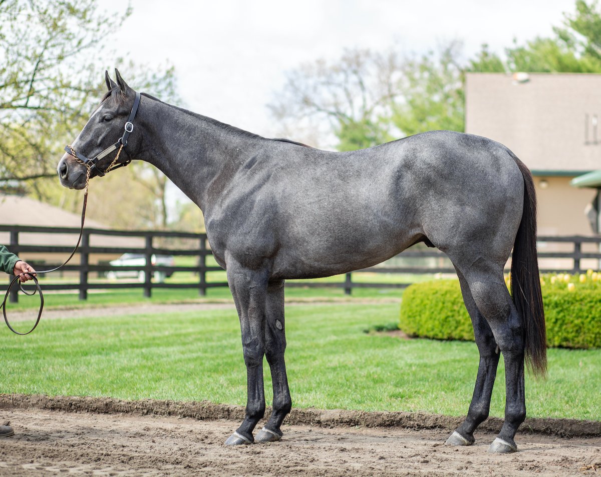 Best of luck to our former 3C Steinbeck (Frosted-Nickel)!!!
He's making his stakes debut in the 7f 100K City Of Laurel Stakes at @LaurelPark under @jdaacostamangua for Norman L. Cash & Built Wright Stables.  ML 20/1.
Good luck, Steinbeck!