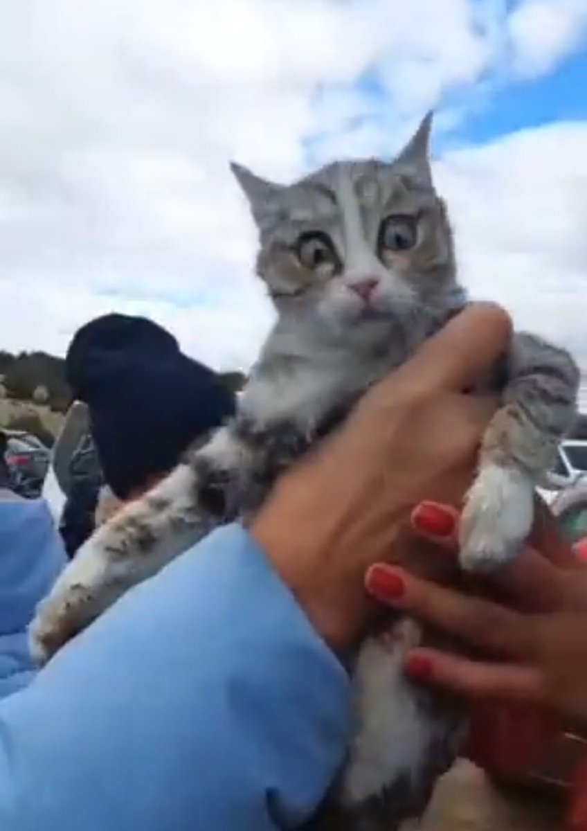 Mavi 🐾🦋🫧 tweet media