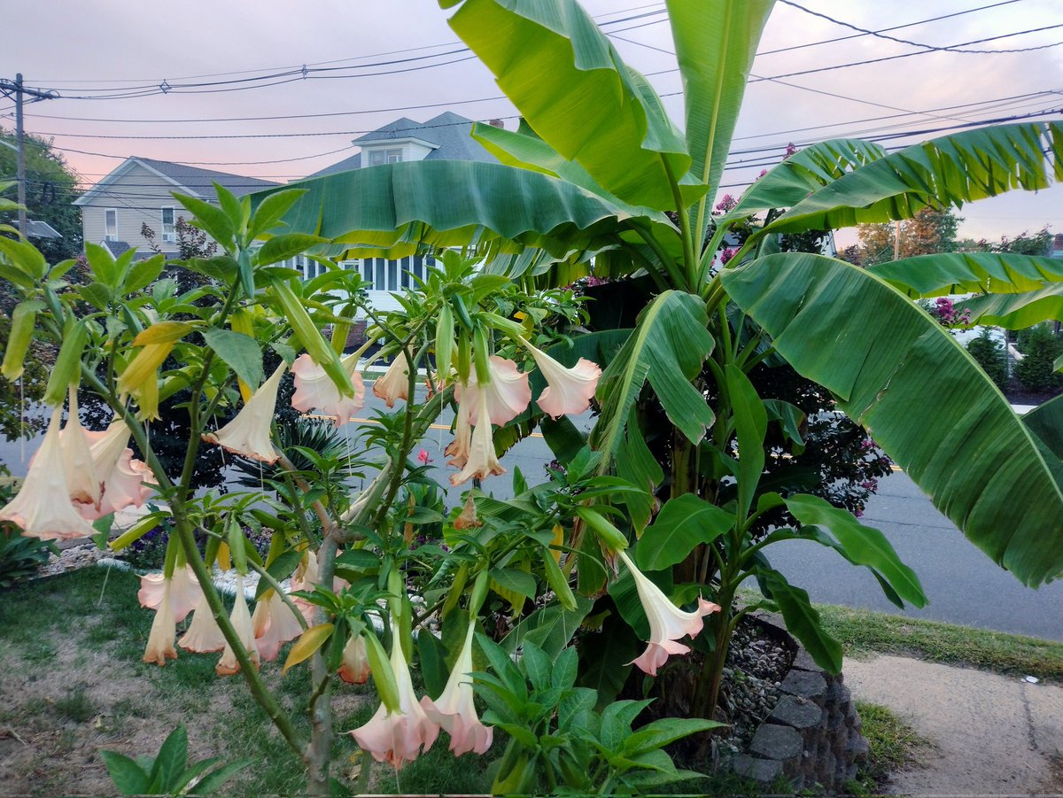 🌴The Gardener🌴 tweet media