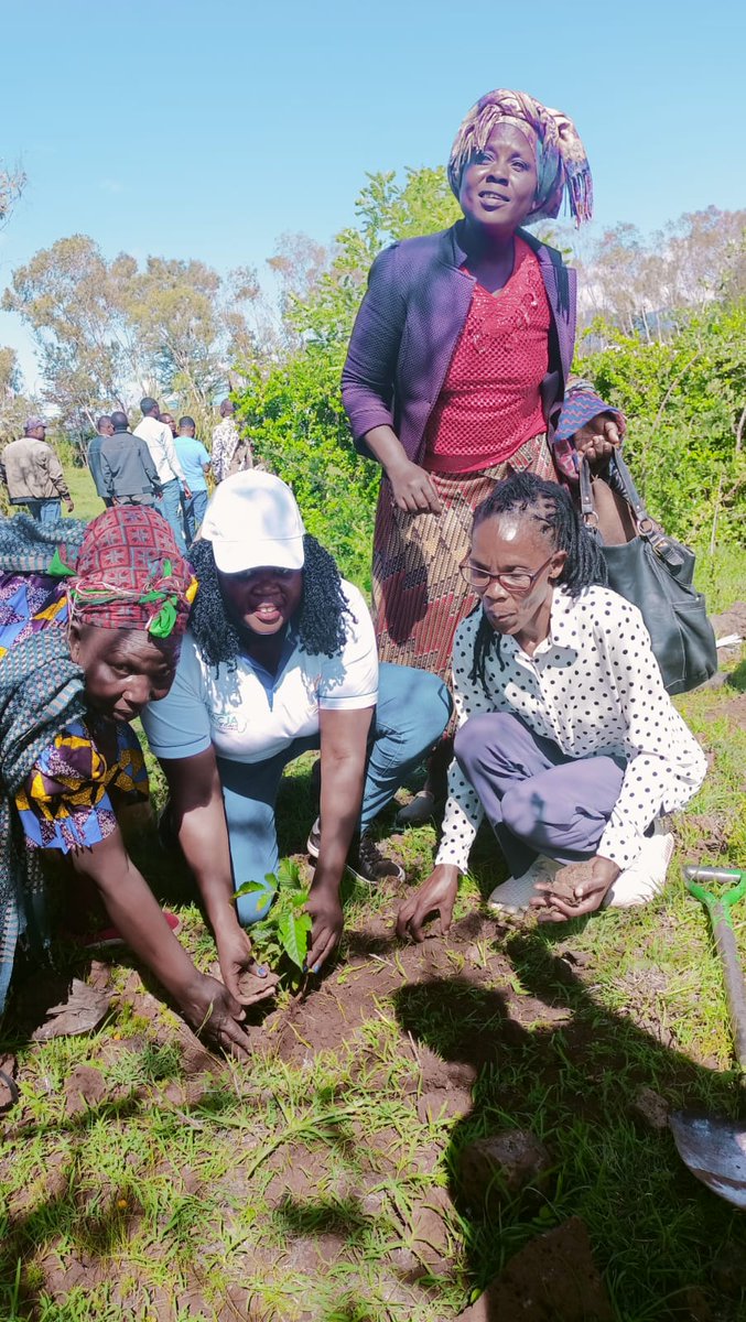 PACJA1's tweet photo. Agriculture plays a critical role in achieving sustainable livelihoods, hence the need to explore climate-smart agricultural solutions applicable in Tigania-West to promote progressive farming for the population. #PACJA #5BTREESKE #Trees4future #Treesinaction https://t.co/rI4msNStAY