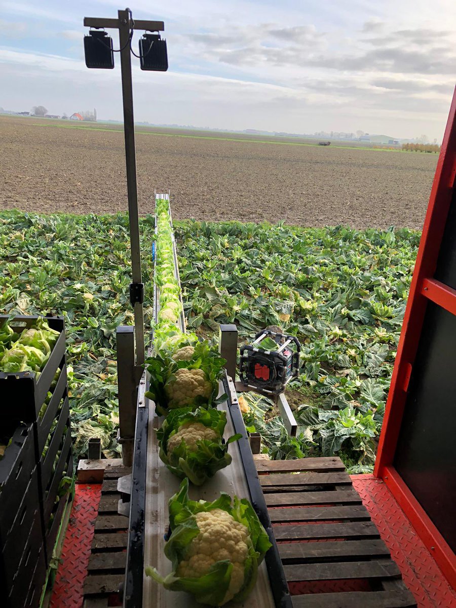 Nog wat bloemkool oogsten #hollandsebloemkool