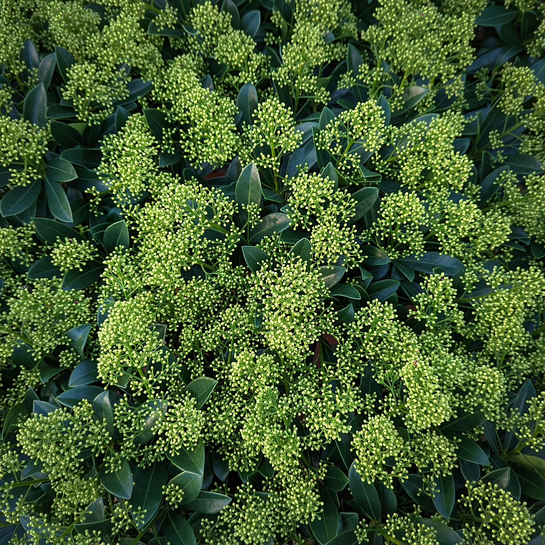 KirmanDesign's tweet photo. Our plant of the month for November is Skimmia japonica 'Finchy'
Vivid green flower buds appear across the entire plant offering a stunning effect from now right through the winter.

#plantofthemonth #flowers #winter #kirmandesign #plantingdesign #white #whiteflowers #evergreen https://t.co/5cQ9HtxK6Z