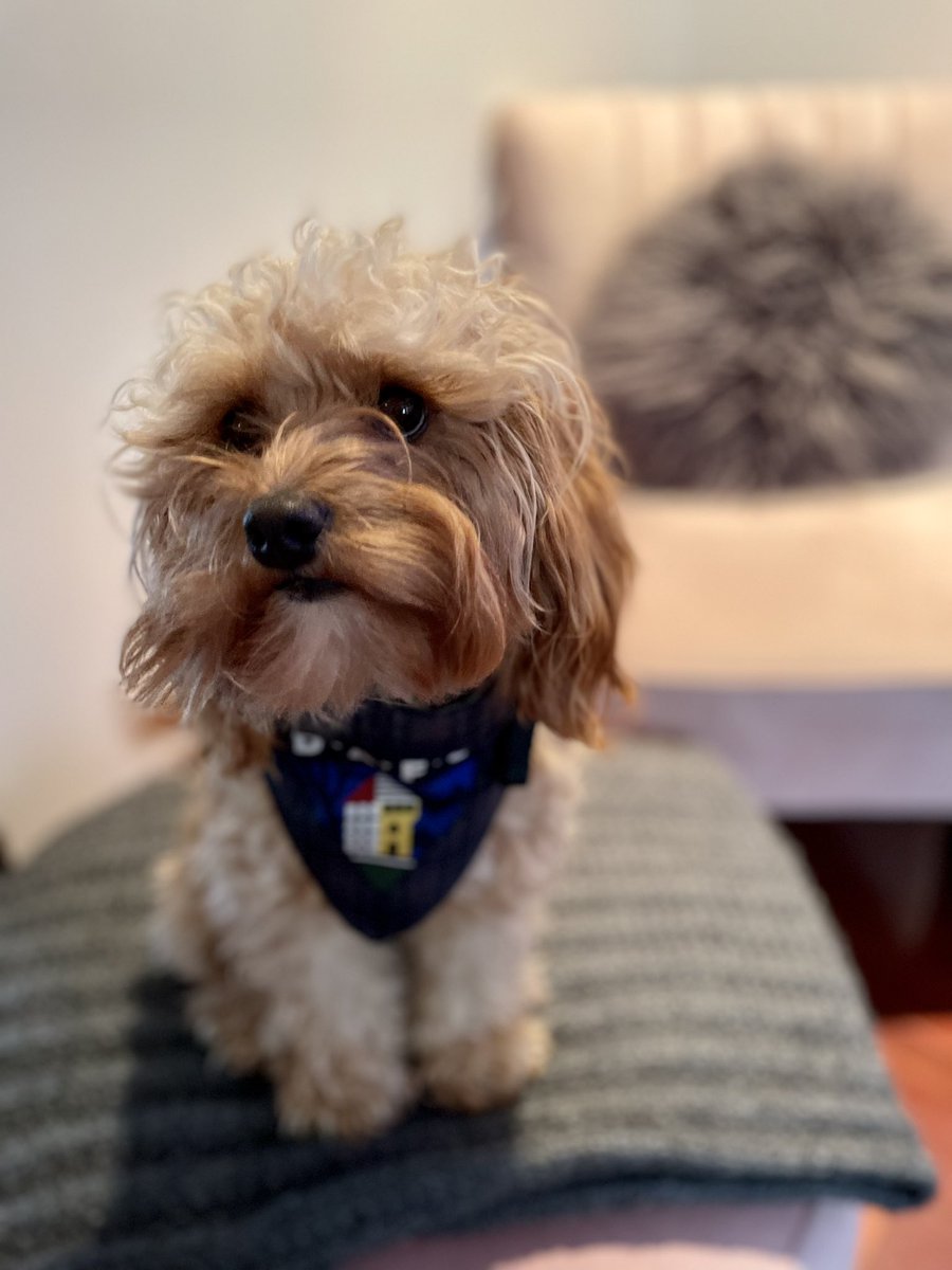 Kimallan1982's tweet photo. @officialdafc Maggie is ready COYP ⚽️🏁⚽️#ParsPets #DAFC https://t.co/cW4NGUdTsl