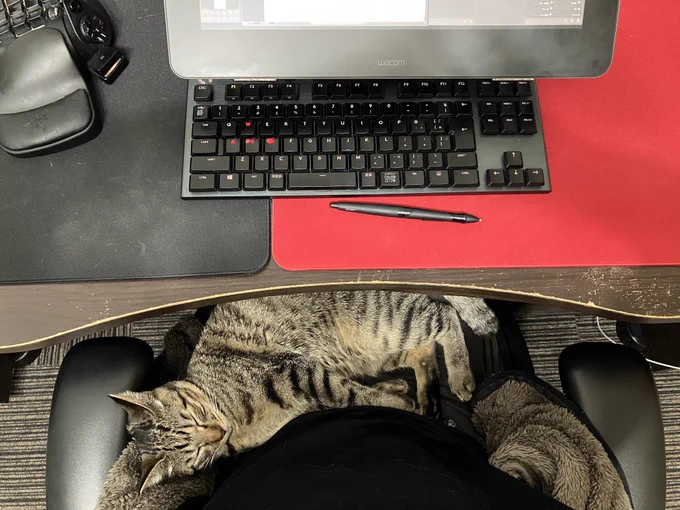 仕事中の膝 あったかい #猫_夏鈴 