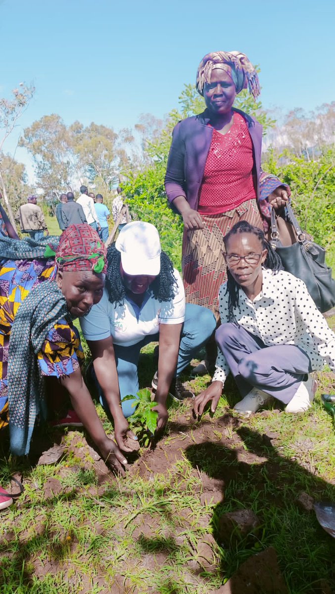 Manuh_Mmoja's tweet image. Planting trees isn't something meant for specific people, everyone should plant and take care of their trees #5BTREESKE #PACJA #Trees4Future @Environment_Ke @KeForestService
@anne_tek planting a tree in Tigania-West
