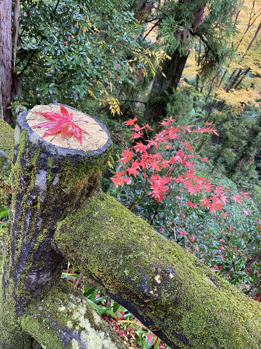 箕面の滝、紅葉綺麗でした〜✨