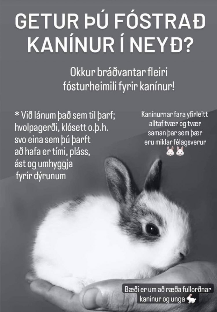 Kanínukot er að missa húsnæðið sitt sem hýsir allar kanínur í heimilisleit. Difficulty level er það sama og að eiga kisu. Literally bara gefa þeim að borða og þrífa kassann þeirra (þær eru kassavanar)‼️🐇