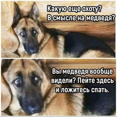 Пёс: - На медведя? Ахтыжептвоою..