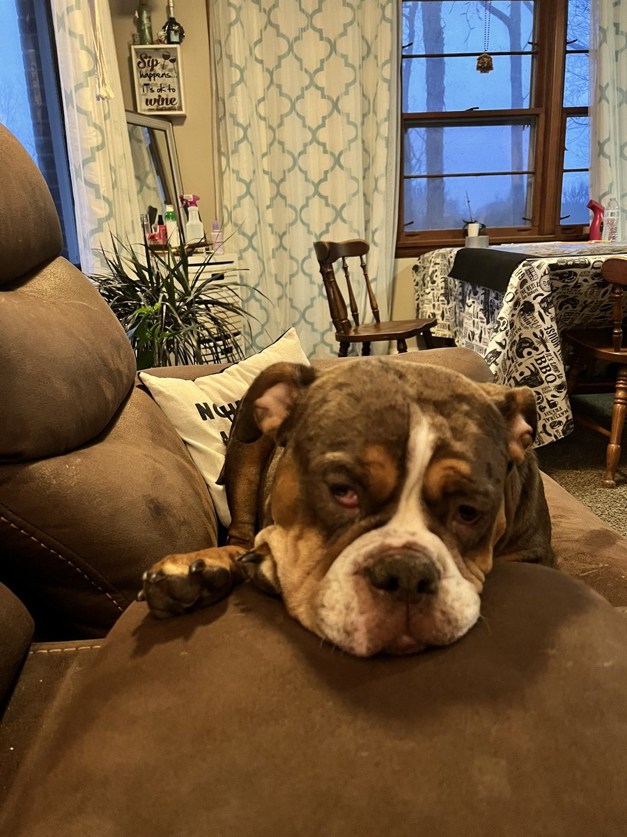 ChunkyDaBulldog's tweet photo. @ebethschwartz Lmfao just like my sugar bear https://t.co/RDlJt65HNl