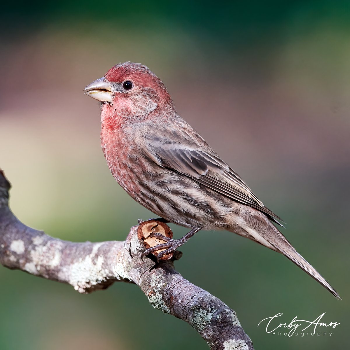House Finch
.
.
#birdphotography #birdwatching #birding #BirdTwitter #twitterbirds #birdpics #housefinch