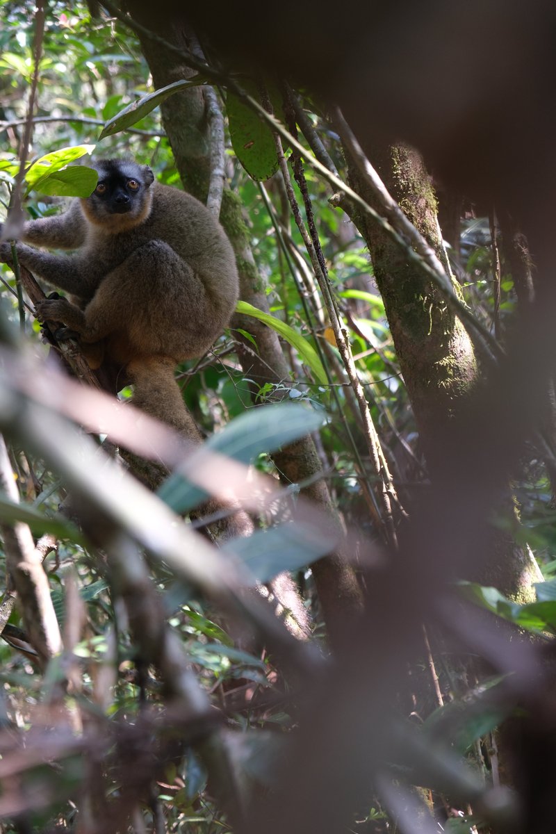 HasinalaR's tweet photo. Photo dump from a succesful first expedition, trying to understand what it takes to be a frugivorous lemur in challenging nutritional landscapes - one bite and one poop at a time. Working with an EXCEPTIONAL team of Malagasy students and local techs. #NatGeoExplorer @InsideNatGeo https://t.co/COJH2HpFEp