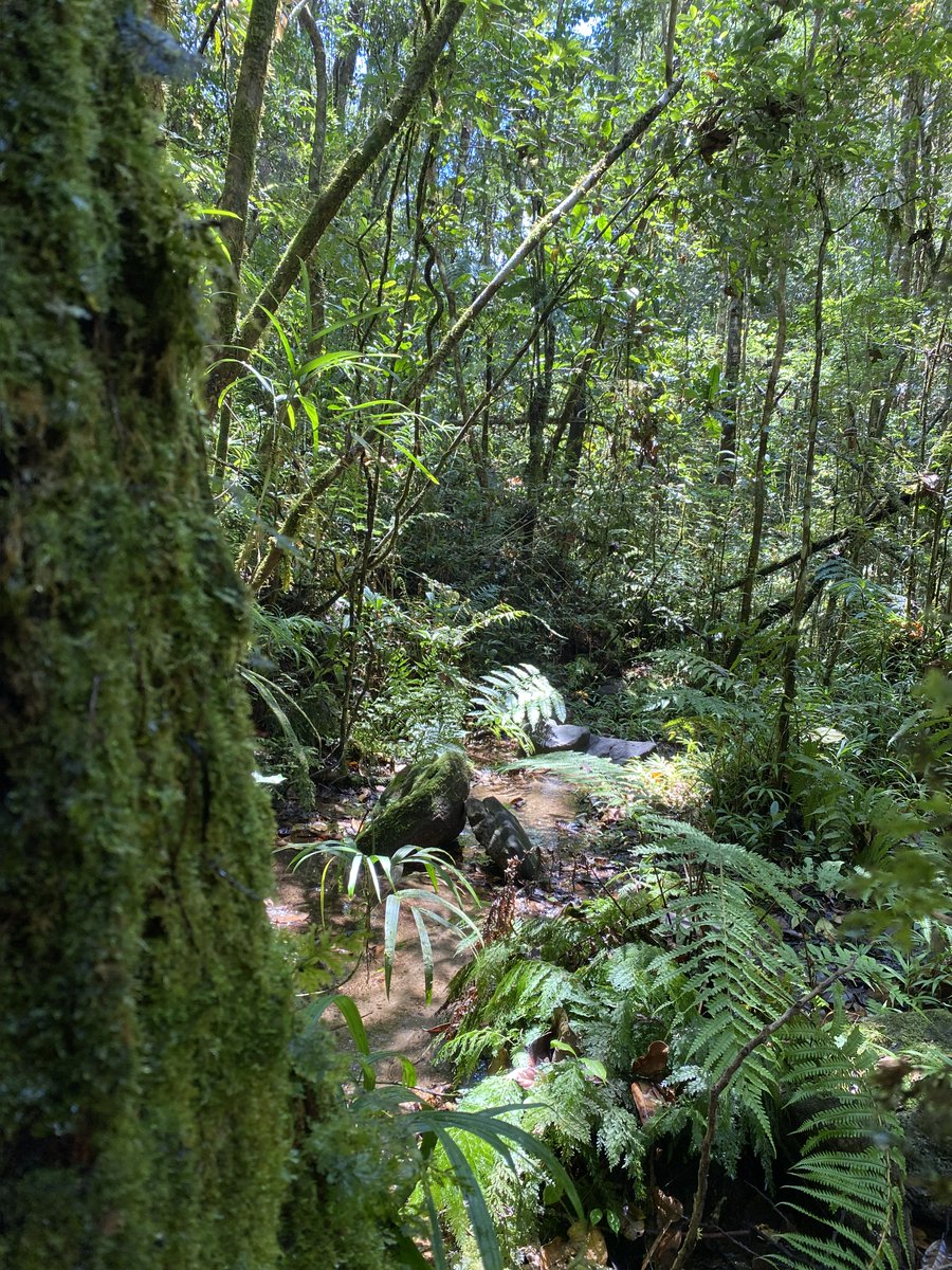 HasinalaR's tweet photo. Photo dump from a succesful first expedition, trying to understand what it takes to be a frugivorous lemur in challenging nutritional landscapes - one bite and one poop at a time. Working with an EXCEPTIONAL team of Malagasy students and local techs. #NatGeoExplorer @InsideNatGeo https://t.co/COJH2HpFEp