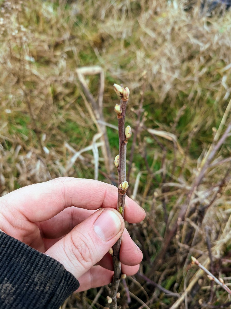 homegrownhobbit's tweet photo. ⚠️ Please help ⚠️
Do you know what any of these are? 

I THINK No.1 is winter honeysuckle and No.2 COULD be blueberries. But the thorny guy with yellow foliage, nooo idea. HELP! 
#GardeningTwitter #planthelp #plantidentification #gardeninghelp https://t.co/gu6XtCNBiE
