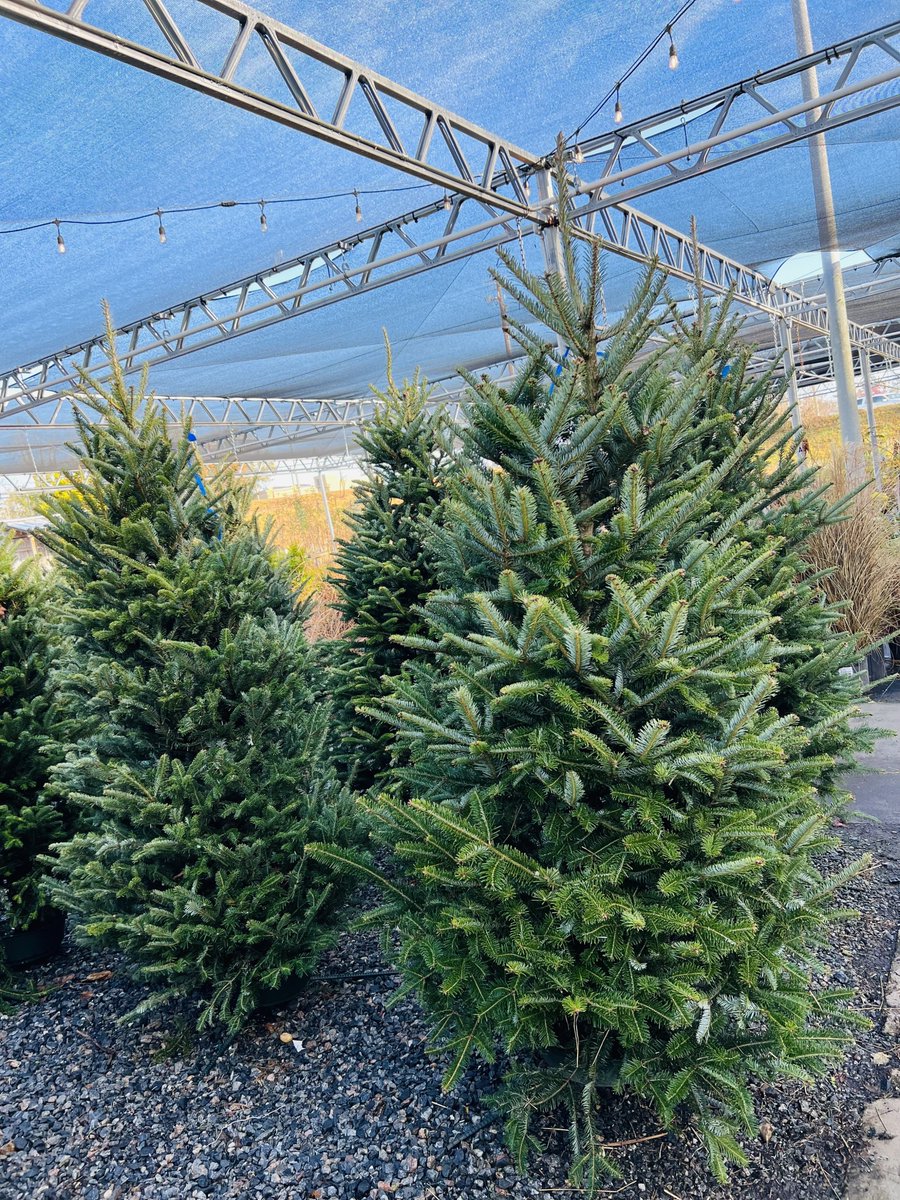 AceofGray's tweet image. Our Live Christmas Trees have ARRIVED🎄!! Our Frasier Fir Christmas Trees are $69.99 and our Christmas Tree Stands are $28.99! Make sure you stop by and get your Christmas Tree today!😍🎄
#ShopAceOfGray #TheresNoStoreLikeIt #OneStopShop #ChristmasTrees #FrasierFir...