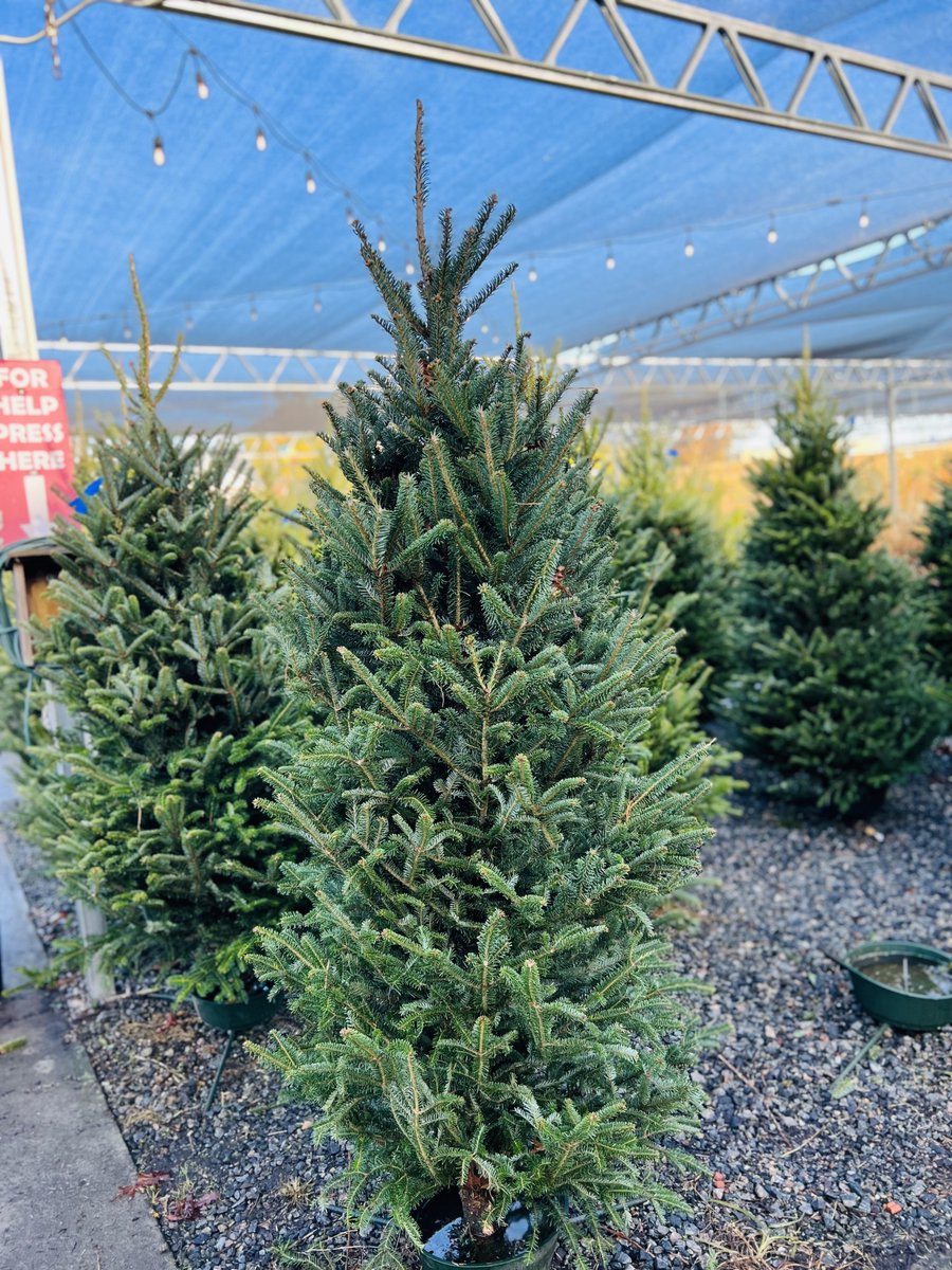 AceofGray's tweet image. Our Live Christmas Trees have ARRIVED🎄!! Our Frasier Fir Christmas Trees are $69.99 and our Christmas Tree Stands are $28.99! Make sure you stop by and get your Christmas Tree today!😍🎄
#ShopAceOfGray #TheresNoStoreLikeIt #OneStopShop #ChristmasTrees #FrasierFir...